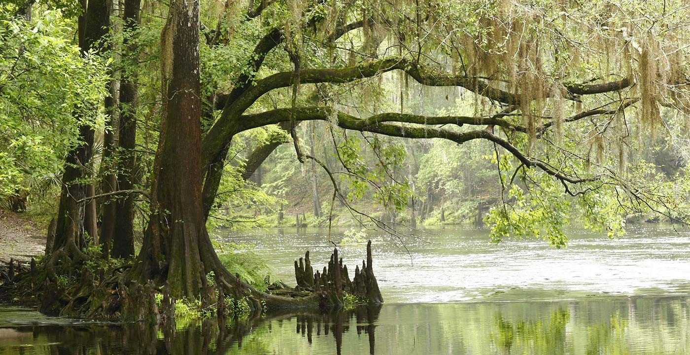 everglades trees